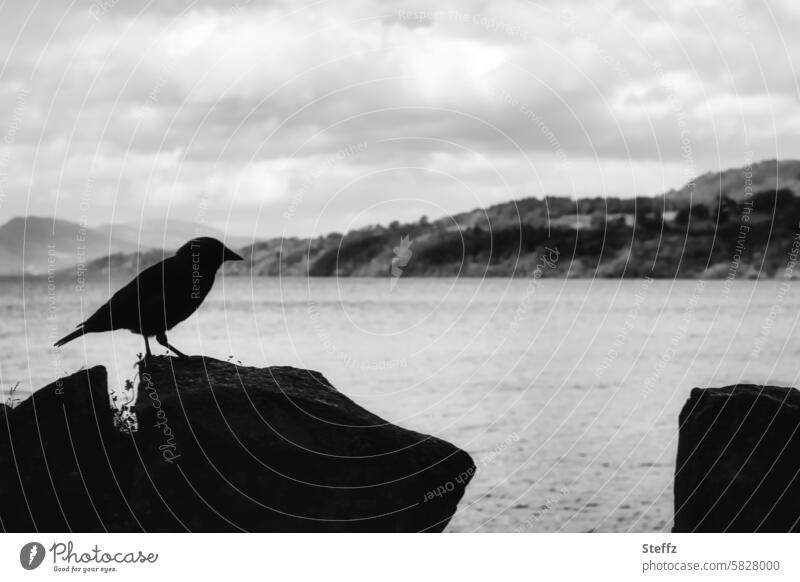 a jackdaw at Loch Lomond Scotland Scottish Jackdaw Bird Silhouette Peaceful Scottish Sea Lake Lakeside outlook Vantage point Wall (barrier) Traces of fomer wall