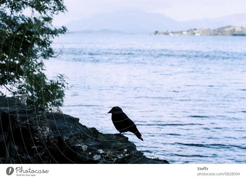 a jackdaw at the Scottish lake Jackdaw Bird Silhouette Scottish Sea Lake outlook Vantage point Wall (barrier) Traces of fomer wall Rest of a wall Mysterious