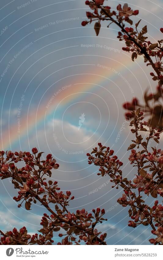 Rainbow through blooming apple trees in May rainbow spring vintage retro background Apple tree rainbow colors Rainbow Colours Tolerant rainbow flag