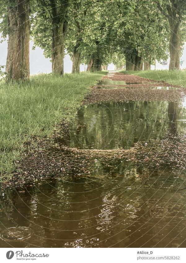 Nature environment rainy weather away through tree avenue background beautiful beauty bright day drops foliage forest grass green landscape leaf maple natural