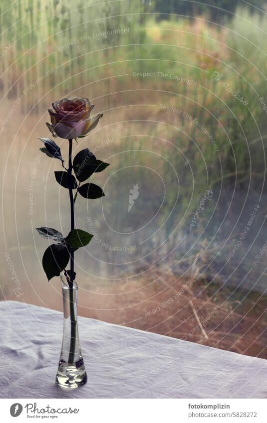 Stem rose in a glass at the window pink Rose blossom Flower Window Vase glass vase Grief melancholy Transience Blossom Stalk Gift roses Twig Flower stem sad