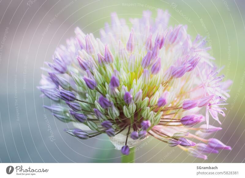 Ornamental leek flower radiant ornamental garlic garlic flower Spring Plant Nature Blossom Violet Garden Shallow depth of field Deserted Colour photo