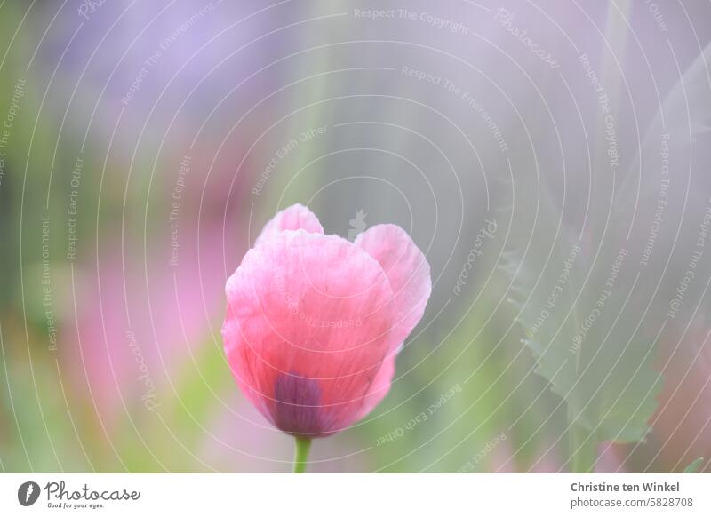 Pink Poppy Blossom Poppy blossom poppy flower pink poppy wild flowers Summer Light Red Environmental protection Summery Honey flora Flower early summer