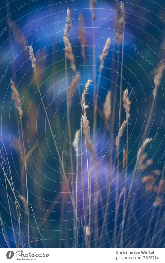 Dried grass flowers dry grasses Dry Grass blossom Close-up Shallow depth of field Summer Wild plant Meadow Nature Environment Plant blurriness Transience