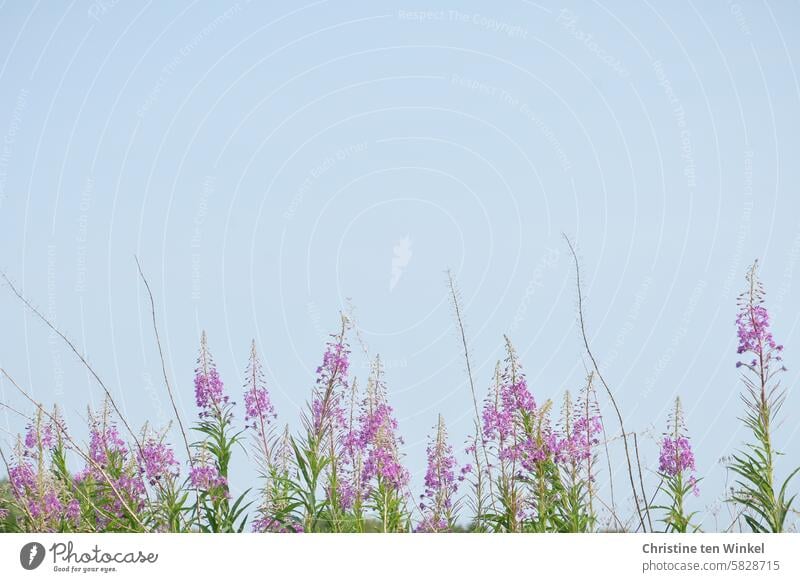 Narrow-leaved willowherb against a light blue sky flowers wild flowers blossoms Nature willowherbs with narrow leaves Epilobium angustifolium Evening Primrose