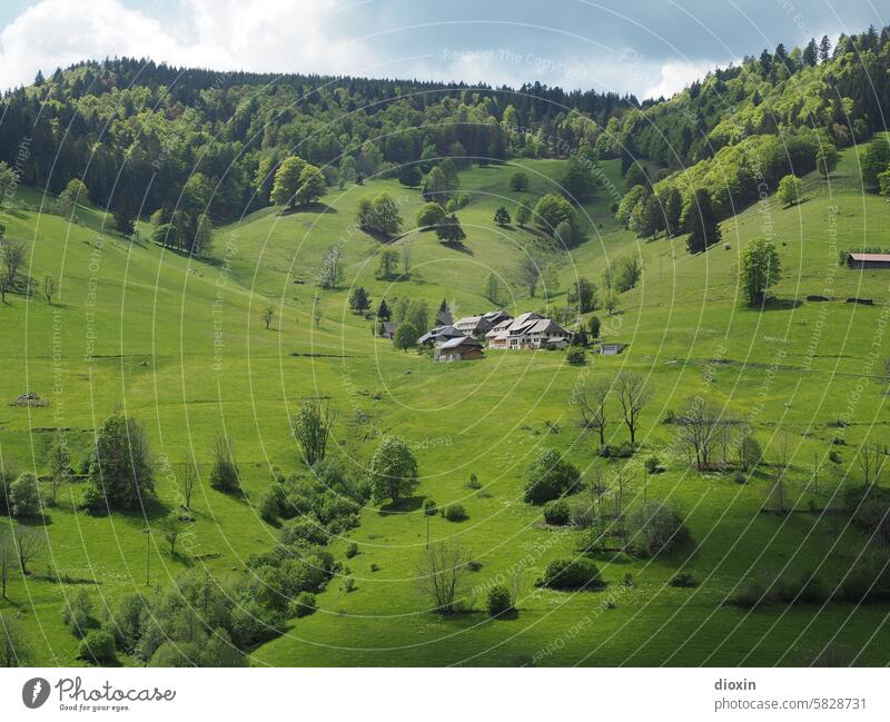 Black Forest idyll Landscape Nature Black Forest Valley Village Village idyll Meadow trees Willow tree Sky Grass Green Exterior shot Idyll Sunlight Environment