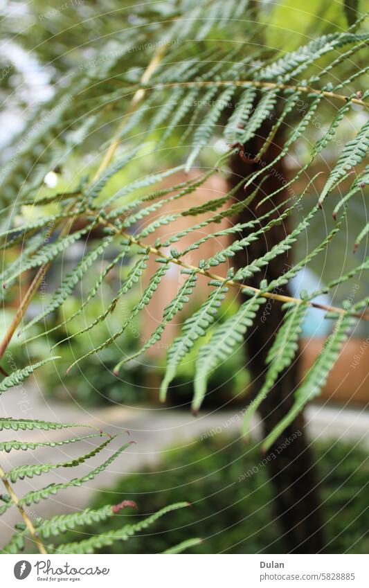 Fern Tree Green greenery Fern leaf ferns green living green leaves Trees Tree trunk Garden Garden plants gardens Plant plant based plant world