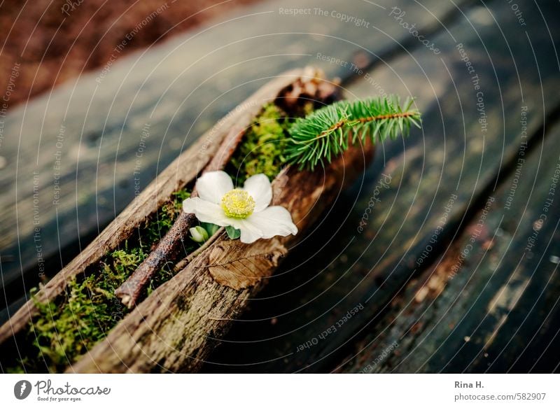 Silence in the forest Christmas & Advent Winter Blossoming Exceptional Calm Hope Still Life Christmas rose Fir branch Wooden table Rustic Moss Brittle