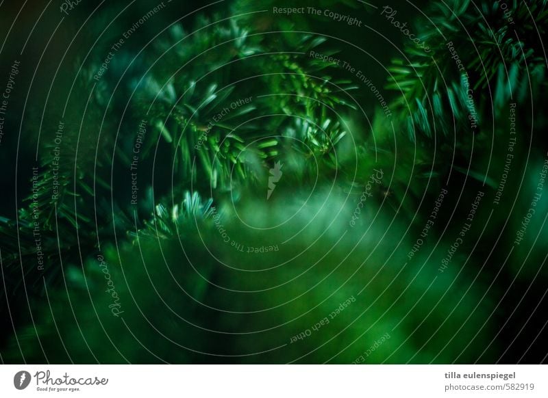 green so beautifully Nature Tree Thorny Green Colour Coniferous trees Fir tree Fir needle Twig Dark green Blur Colour photo Shallow depth of field