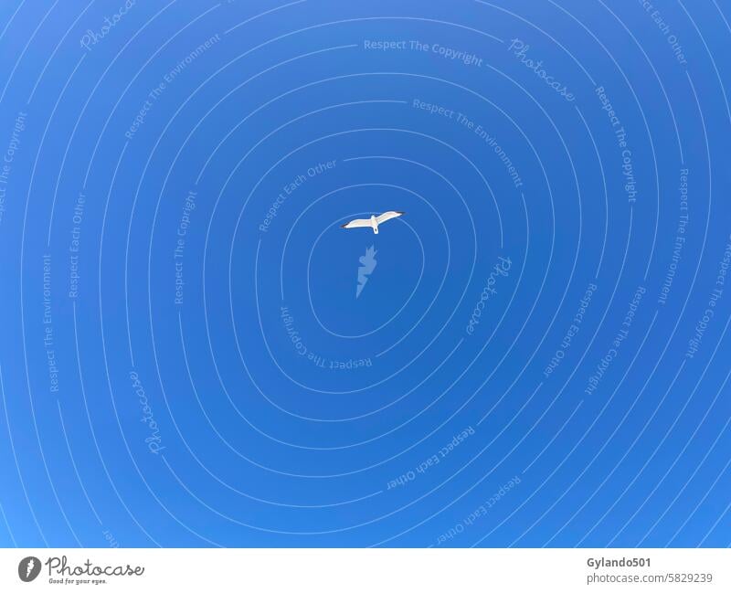 Seagull in the deep blue sky Common gull Blue sky blue sky with bird Sky Bird Flying Grand piano Cloudless sky Sky blue Freedom Air Animal Wild animal Nature