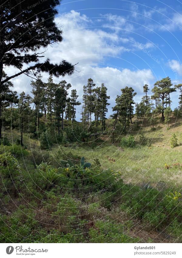 Landscape in Funcaliente de la Palma on the Canary Island of La Palma funcaliente la palma spain Canaries trees Valley Vacation & Travel Nature Wanderlust Sky