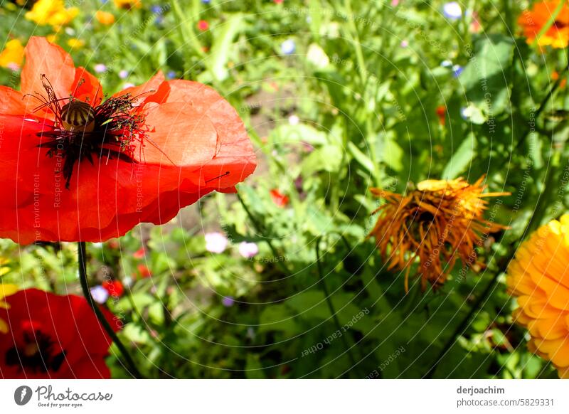 My favorite flower on Mondays. poppy flower Colour photo Flower Poppy Deserted Corn poppy Exterior shot Meadow Summer Nature Blossom Environment Wild plant