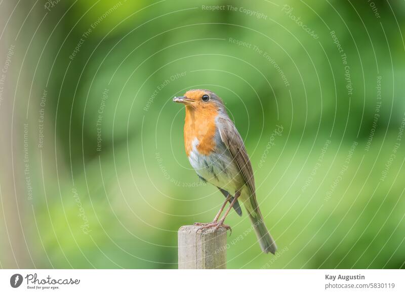 robin Erithacus rubecula Bird small bird soft lining European robin with food Tendril Rod wildlife Bird Photography breeding period Nature bird world