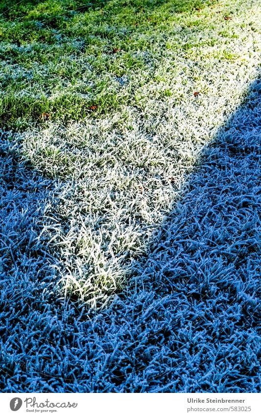 V Nature Plant Winter Beautiful weather Ice Frost Grass Garden Meadow Freeze Illuminate Cold Green Hoar frost Frozen Shadow Light Border Intersection Division