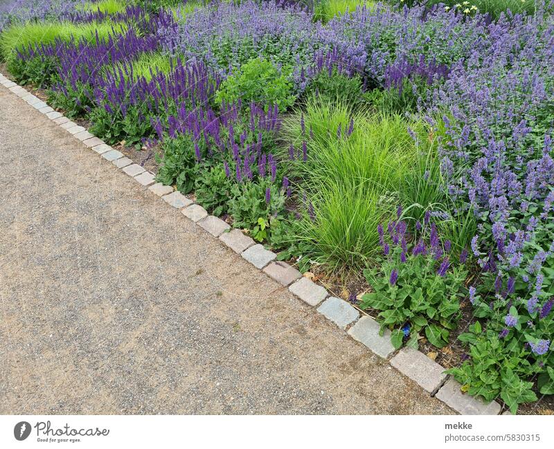 A purple stripe Garden Botanical gardens Sage catnip flowers blossom blood streaks Blossom Summer Green Flower Meadow Flower meadow Spring colors Unicoloured