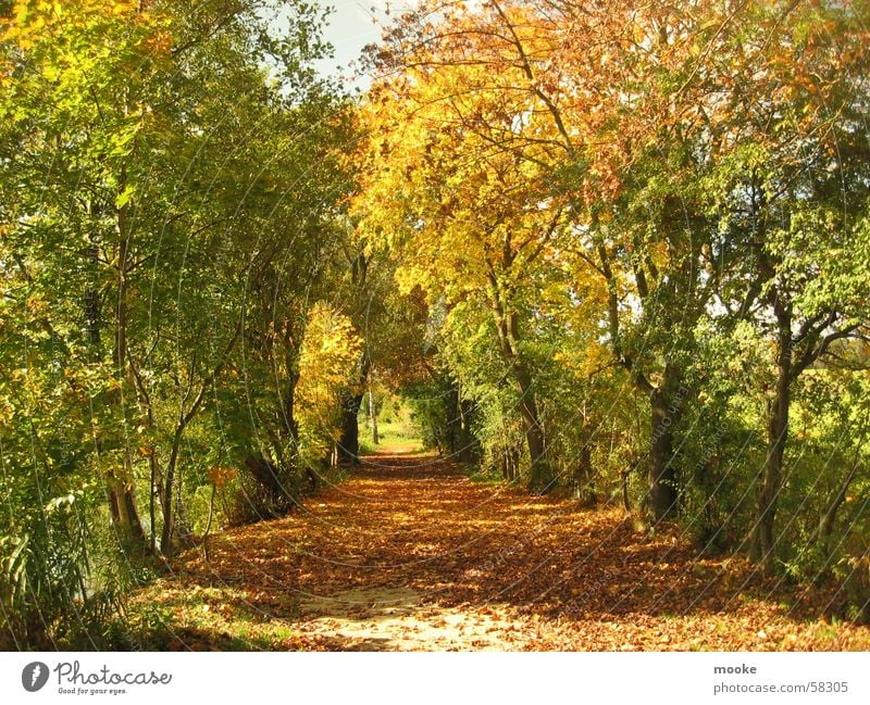 autumn Leaf Tree Brown Red Yellow To go for a walk