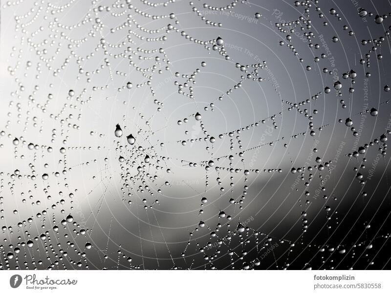 Spider web with raindrops Spider's web Drop Rain Drops of water Wet Net Dew Network dew drops melancholy melancholically Sadness artistic spider web Fragile