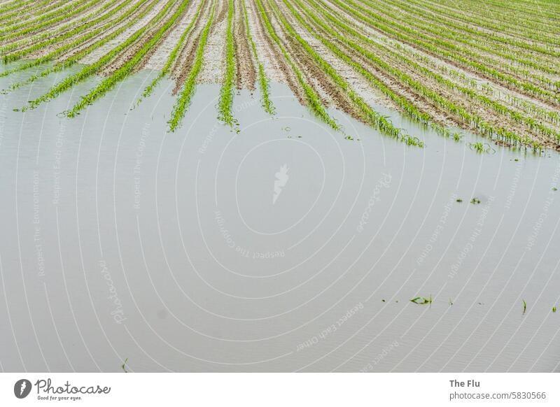 Country under Field acre Maize plants Agriculture Deluge Water Flood inundation Rain Constant rain Climate change Storm Destruction Weather Wet Extreme weather