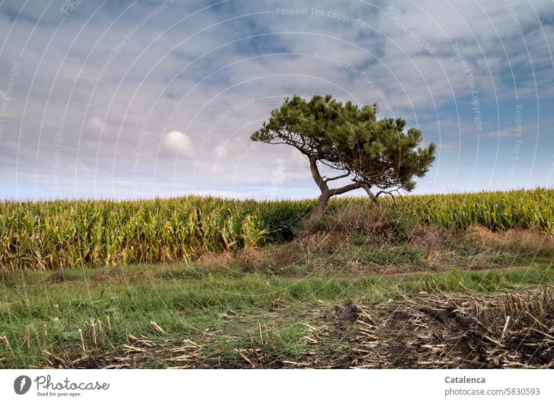 A small pine tree stands by the cornfield, at the edge of the path. Vacation & Travel Environment Sky Landscape Hiking daylight Tourism Day Nature