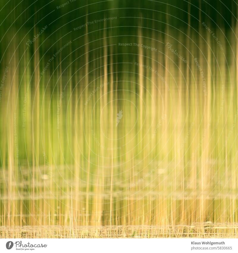 Mirror world, last year's reeds are reflected in the green water of a pond. reflection Reflection in the water Common Reed reed belt Water Pond water level Calm