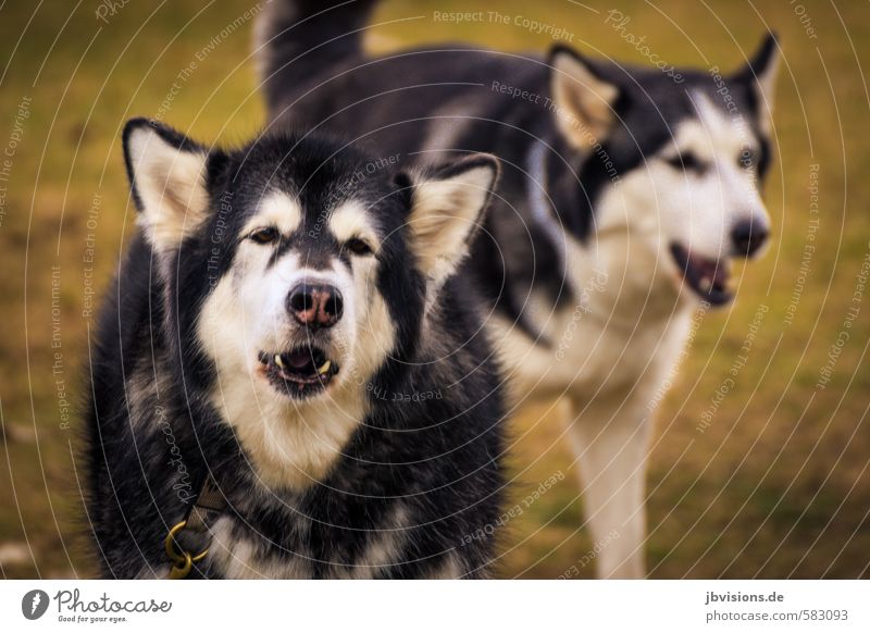 wolf's howl Animal Pet Wild animal Dog Pelt 2 Stand Sadness Green Black White Nature Colour photo Deserted Copy Space right Copy Space bottom Day