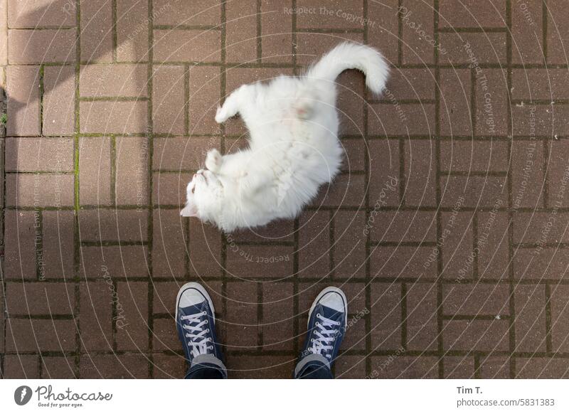 White tomcat at my feet hangover Courtyard Colour photo Chucks Berlin Turkish Angora Day Town Exterior shot Capital city Downtown Deserted Backyard