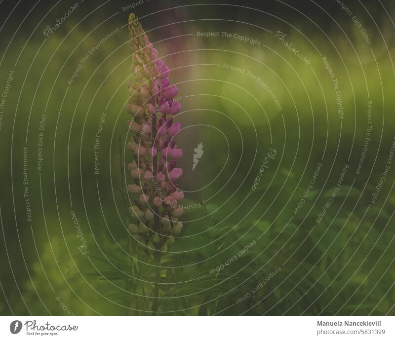 Proud lupine Lupin Lupin blossom Lupines lupinus Nature Plant Violet Blossom Flower Summer Green Pink heyday flora naturally multiple exposure wild flower