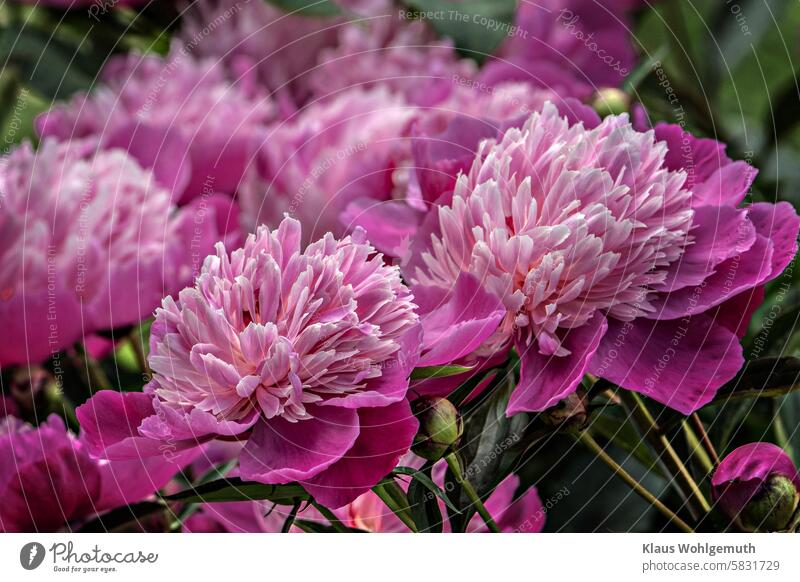 Peonies bloom profusely in my garden Peony peonies garden flower Garden Flower Blossom Blossoming Pink Exterior shot pretty Blossom leave Esthetic fragrant