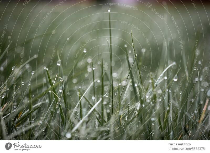 Dewdrops on blades of grass morning dew blade of grass Meadow Water H2O Drop Wet Nature Drops of water Plant Exterior shot Detail Close-up Grass