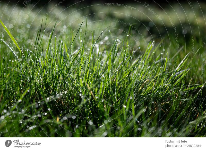 Damp meadow. Dewdrops in the morning dew drops Grass Meadow Plant Drop Wet Close-up Green Macro (Extreme close-up) Morning Glittering Exterior shot Colour photo