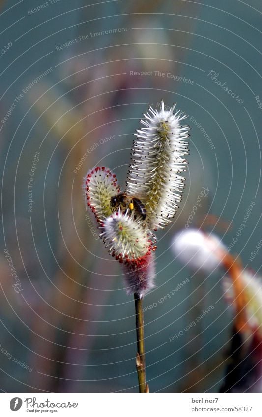 Willow catkin with visit Catkin Blossom Spring Bee Insect Cilia Pasture Bud