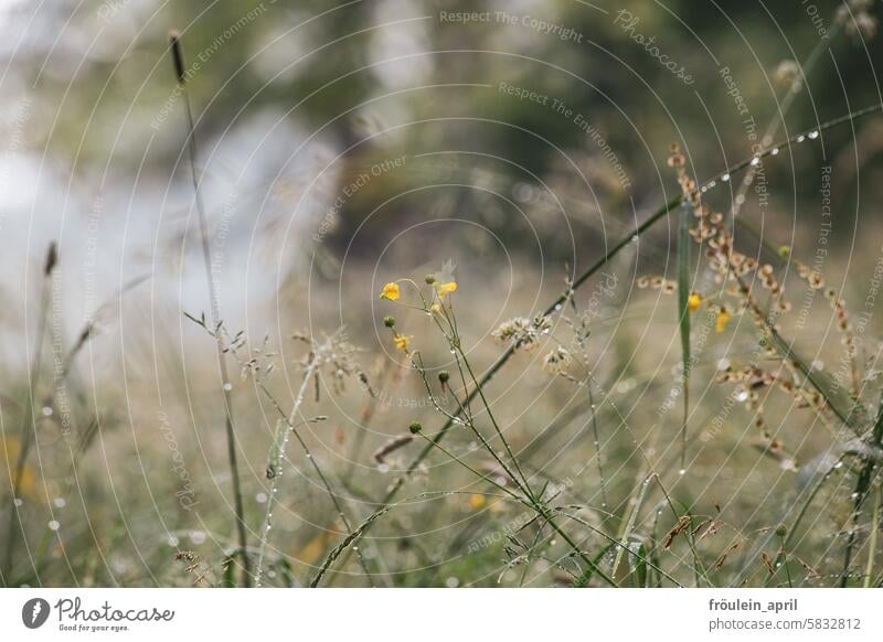 After the rain | Water droplets on grass and meadow Meadow grasses Nature Plant Landscape Drops of water raindrops dew drops mist drops Dew Wet