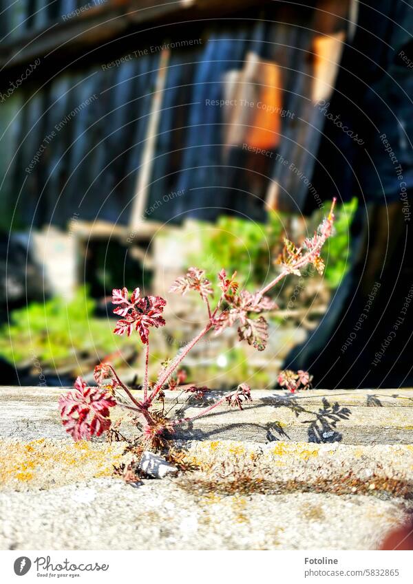 A stork's beak grows on a stone in a lost place. It's not blooming yet, but it will soon. storchenschnabel Flower Plant Close-up Summer Green Red leaves Leaf