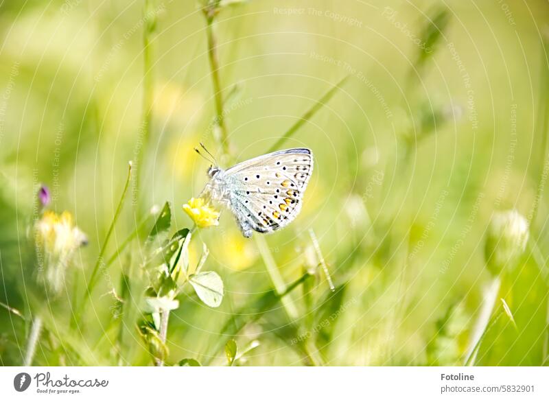 I had to sneak after this little blue butterfly for 20 minutes before it sat down so decoratively on the yellow flower and posed for me. Butterfly Insect