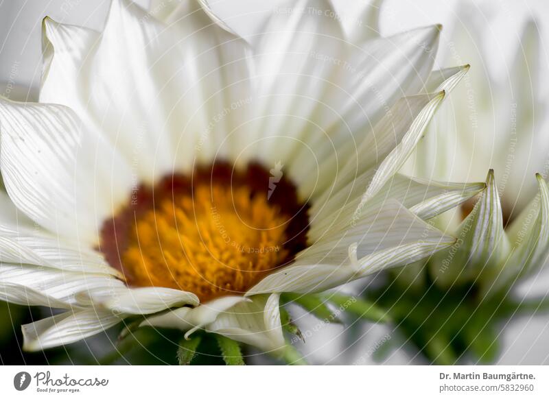 Gazania hybrid, Gazania, originally from South Africa inflorescence blossom shallow depth of field Close-up frost-sensitive composite asteraceae