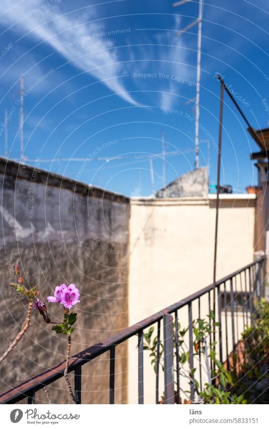 balkonies Roof terrace Mediterranean Plant rail Sky Summer Sunlight Beautiful weather Balcony Deserted Wall (barrier) House (Residential Structure) Facade