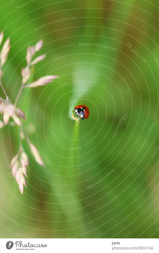 Ladybug on a blade of grass II Ladybird Meadow Green Insect Beetle Nature Macro (Extreme close-up) Close-up Crawl Happy Red Small Good luck charm Deserted