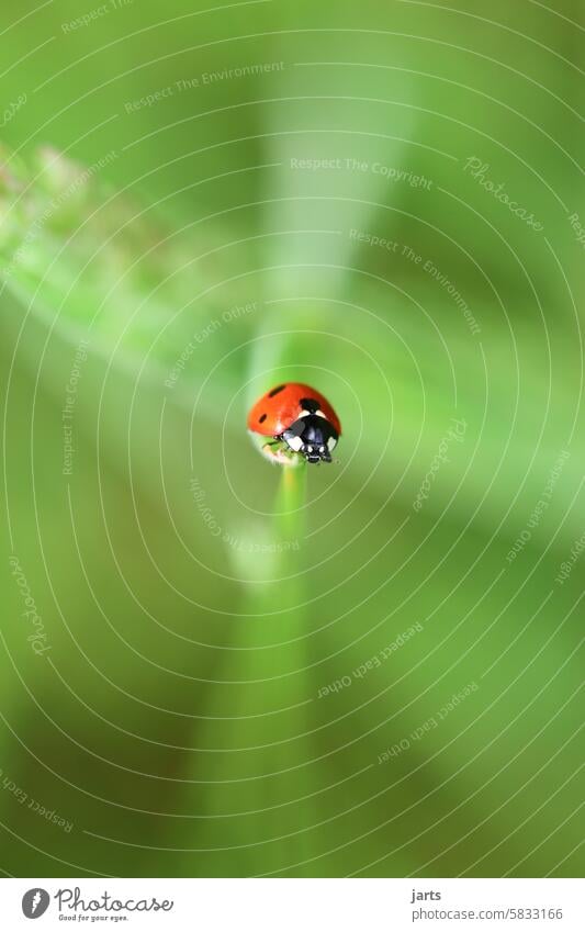 Ladybug on a blade of grass Ladybird Meadow Green Insect Beetle Nature Macro (Extreme close-up) Close-up Crawl Happy Red Small Good luck charm Deserted Animal