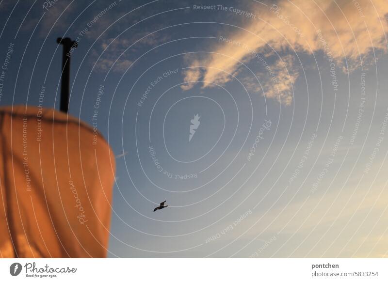 a seagull flies in the sky. in the foreground a lampion Lampion Seagull Cloth Sky Clouds Flying Freedom Lighting Café Size difference Foreground background wide