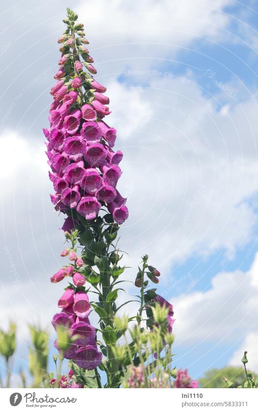 thimble Plant Wild plant biennial Domestic Flower Thimble Digitalis Digitalis purpurea Swollen Herb Poisonous plant venomously Herbalism Blossom crimson