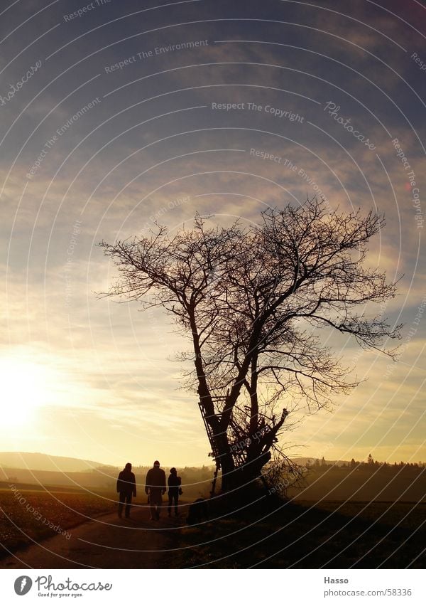 Lonely tree in winter Tree Field Human being Hunting Blind Clouds Back-light Yellow Ochre Cold Far-off places Winter Autumn December Afternoon Dazzle Dry