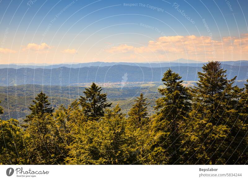 Landscape from Kočevski Rog, Slovenia landscape forest panorama slovenia woodland nature vegetation Kočevje Rog fir spruce trees plateau Lower Carniola region