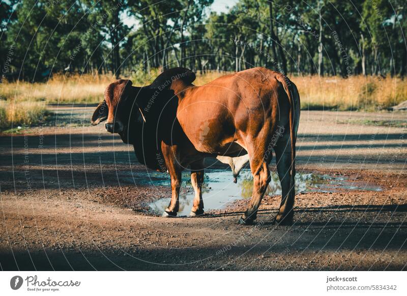 Meeting with a Brahman bull Brahman cattle Nature Bull Cattle Farm animal Animal portrait Australia Queensland Cattle farming Agriculture Environment Mammal