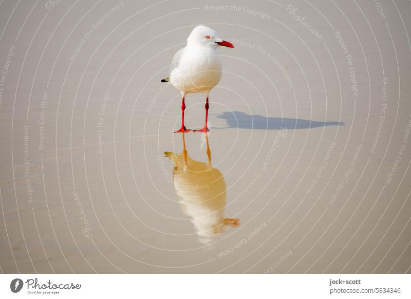 proverbial | All good things come in threes Seagull Bird Wild animal Shadow play Beach Reflection Sunlight Australia Animal portrait Irritation Silhouette