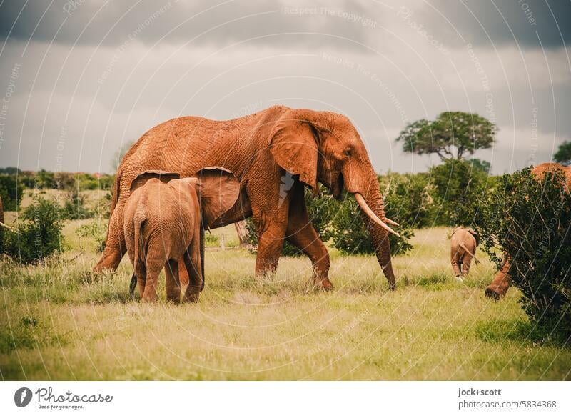 Elephant & Co. Wild animal Africa Baby elefant Freedom Clouds animal world Tsavo East National Park Baby animal Animal Nature Together Kenya Savannah Exotic