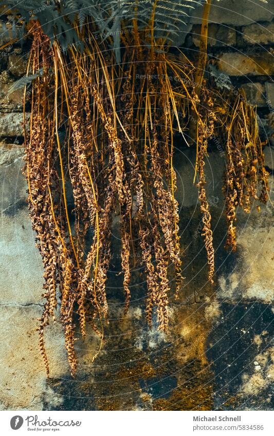 Fern from last year Brown Limp withered Transience Plant Shriveled Decline Change