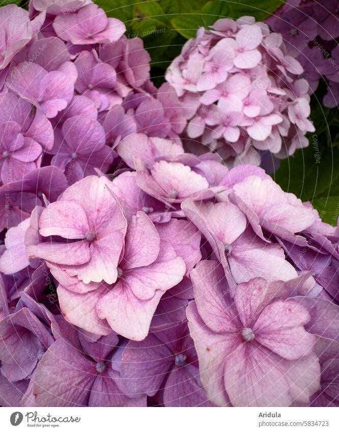 It's hydrangea season again hydrangeas Hydrangea Pink Flower Blossom dusky pink Violet Hydrangea blossom Close-up Garden Blossoming Plant