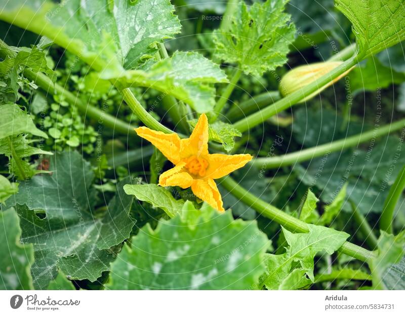 Zucchini flower Vegetable Harvest Vegetable garden Organic farming Organic produce Nutrition Food Vegetarian diet Garden Healthy Eating Fresh Agricultural crop