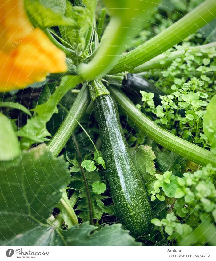 Zucchinis ready to harvest Vegetable Harvest Vegetable garden Organic farming Organic produce Nutrition Food Vegetarian diet Garden Healthy Eating Fresh