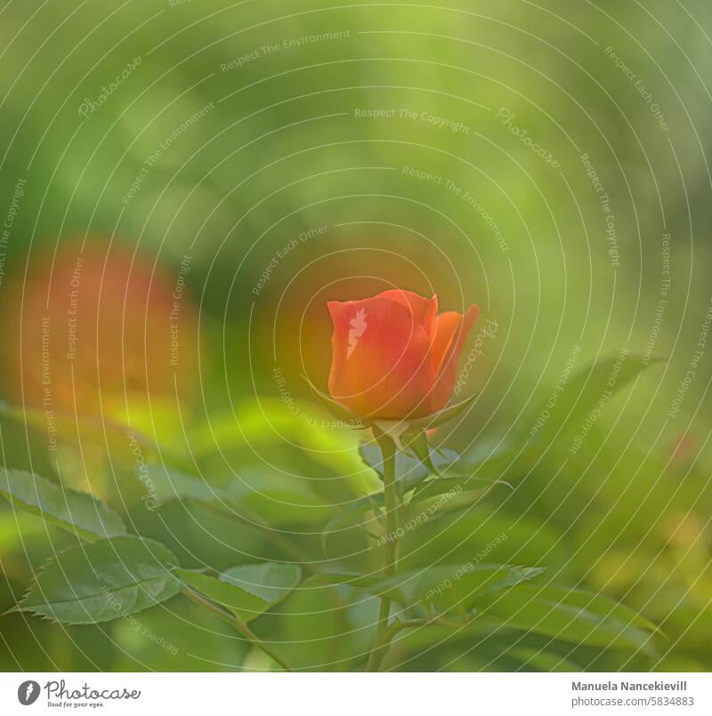 Rose in the evening light pink Rose blossom rose petals Rose plants Rose garden Rose scent roses Rose leaves Nature Flower Blossom Romance Summer Plant